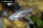 paracheirodon innesi albino paracheirodon innesi albino