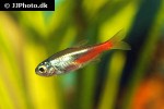 paracheirodon innesi diamondhead paracheirodon innesi diamondhead