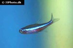 paracheirodon simulans paracheirodon simulans