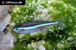 paracheirodon simulans paracheirodon simulans