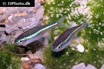 paracheirodon simulans paracheirodon simulans