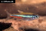 paracheirodon simulans paracheirodon simulans