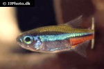 paracheirodon simulans paracheirodon simulans