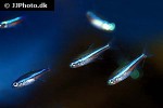 paracheirodon simulans paracheirodon simulans
