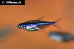 paracheirodon simulans paracheirodon simulans