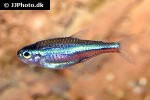 paracheirodon simulans paracheirodon simulans