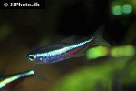 paracheirodon simulans paracheirodon simulans