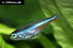 paracheirodon simulans paracheirodon simulans