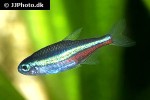 paracheirodon simulans paracheirodon simulans