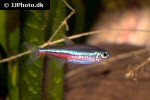 paracheirodon simulans paracheirodon simulans