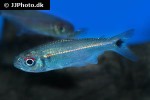 parapristella aubynei parapristella aubynei