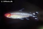 petitella bleheri petitella bleheri