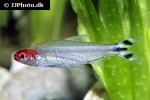 petitella bleheri petitella bleheri