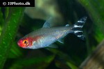 petitella bleheri petitella bleheri