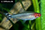 petitella bleheri petitella bleheri