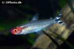 petitella bleheri petitella bleheri