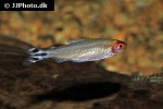petitella bleheri petitella bleheri