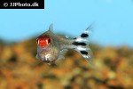 petitella bleheri petitella bleheri
