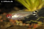 petitella bleheri petitella bleheri