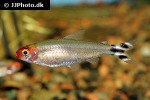 petitella bleheri petitella bleheri