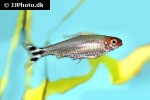 petitella bleheri petitella bleheri