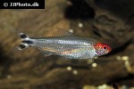 petitella bleheri petitella bleheri