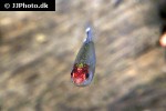 petitella bleheri petitella bleheri