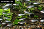 petitella bleheri petitella bleheri