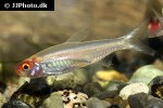 petitella bleheri albino petitella bleheri albino