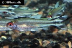 petitella georgiae petitella georgiae