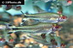 petitella georgiae petitella georgiae