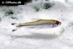 petitella georgiae petitella georgiae