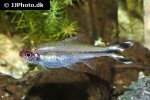 petitella georgiae petitella georgiae