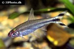 petitella georgiae petitella georgiae