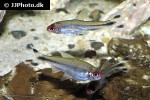 petitella georgiae petitella georgiae