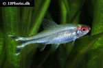 petitella georgiae petitella georgiae