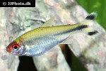 petitella georgiae petitella georgiae