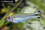 petitella georgiae petitella georgiae