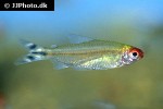 petitella rhodostomus petitella rhodostomus