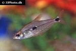 phenacogaster tegatus phenacogaster tegatus
