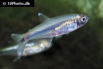 piabarchus torrenticola piabarchus torrenticola