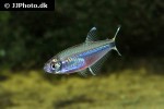 piabarchus torrenticola piabarchus torrenticola