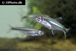 piabarchus torrenticola piabarchus torrenticola