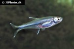 piabarchus torrenticola piabarchus torrenticola