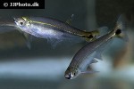piabucus melanostoma piabucus melanostoma