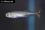 piabucus melanostoma piabucus melanostoma