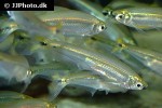 piabucus melanostoma piabucus melanostoma