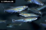 piabucus melanostoma piabucus melanostoma