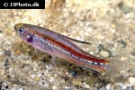 poecilocharax weitzmani poecilocharax weitzmani