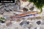 poecilocharax weitzmani poecilocharax weitzmani